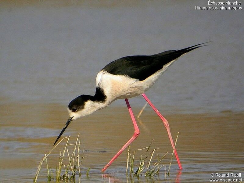 Black-winged Stiltadult