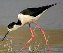 Black-winged Stilt