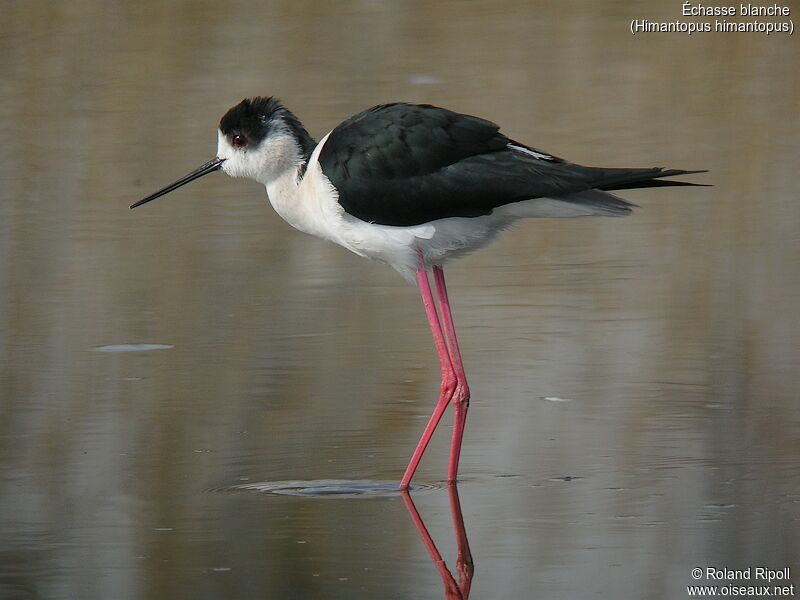 Black-winged Stiltadult breeding