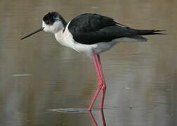 Black-winged Stilt