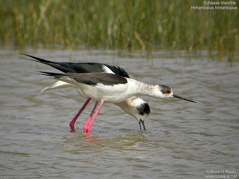 Black-winged Stilt adult breeding