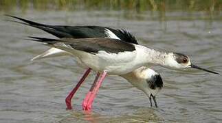 Black-winged Stilt