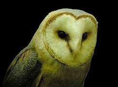 Western Barn Owl