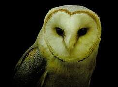 Western Barn Owl