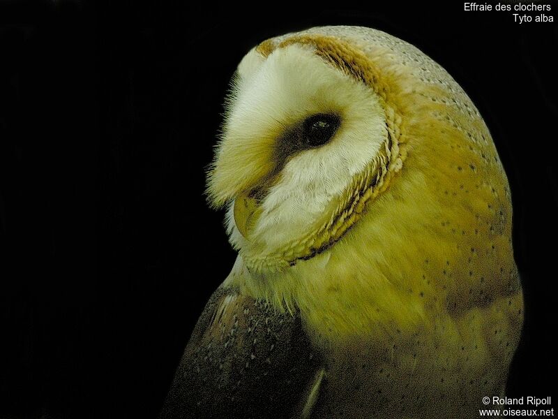 Western Barn Owl