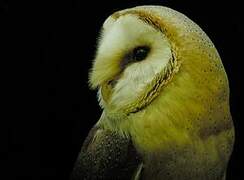 Western Barn Owl