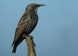 Common Starling