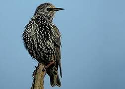 Common Starling