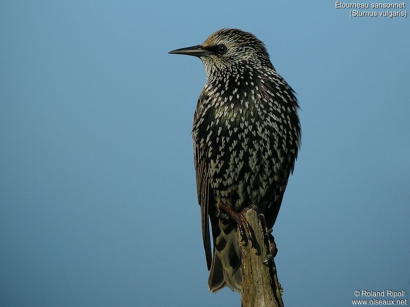 Common Starlingadult