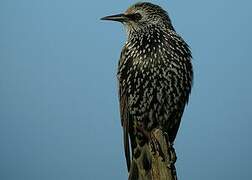 Common Starling