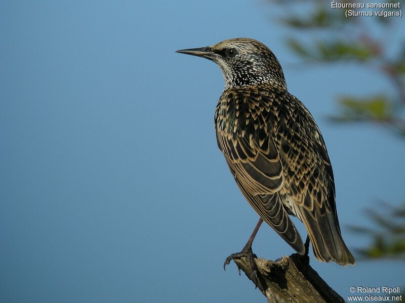 Common Starlingadult