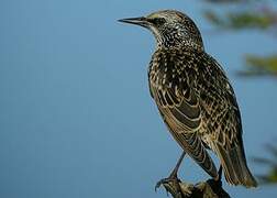 Common Starling