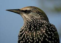 Common Starling