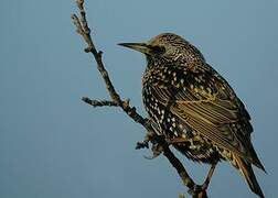 Common Starling