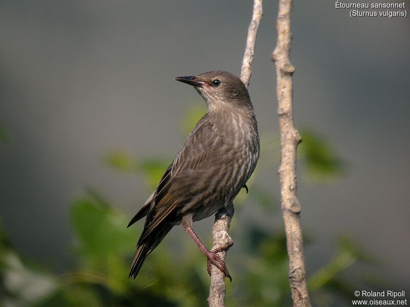 Common Starling