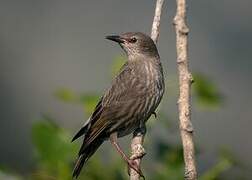 Common Starling