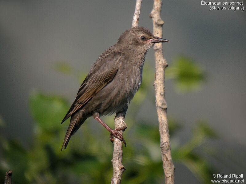 Common Starling