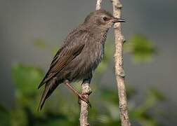 Common Starling