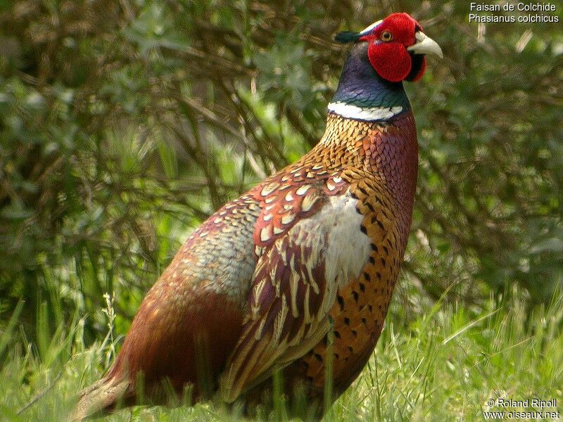 Common Pheasant male adult breeding