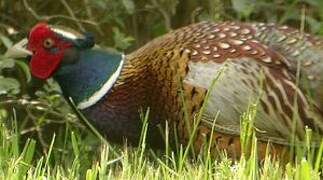 Common Pheasant