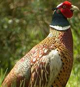 Common Pheasant