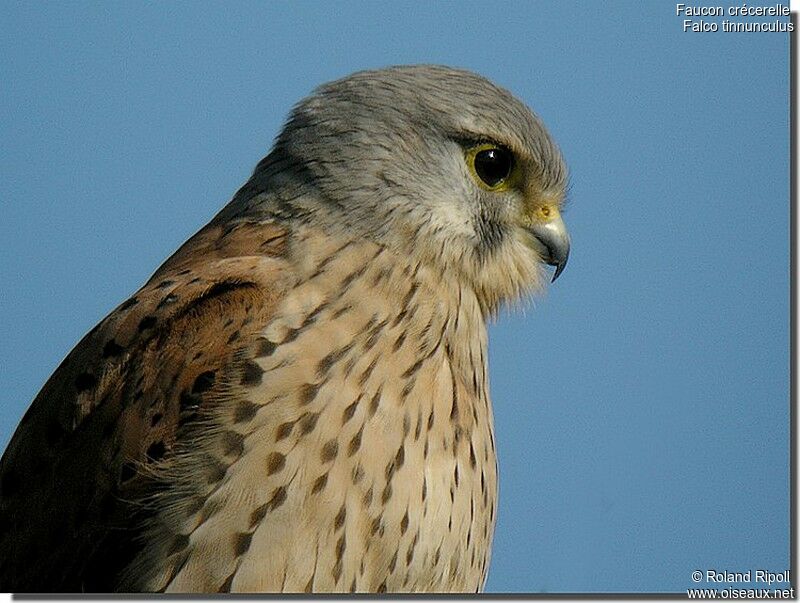 Common Kestrel male adult post breeding