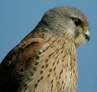 Common Kestrel