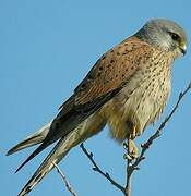 Common Kestrel