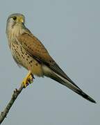 Common Kestrel