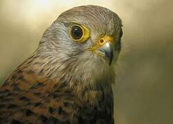 Common Kestrel