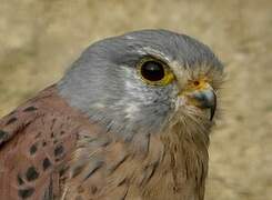 Common Kestrel