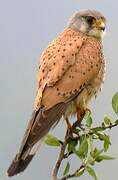 Common Kestrel