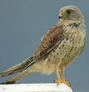 Common Kestrel