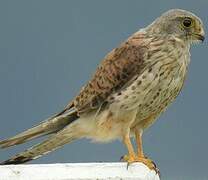 Common Kestrel