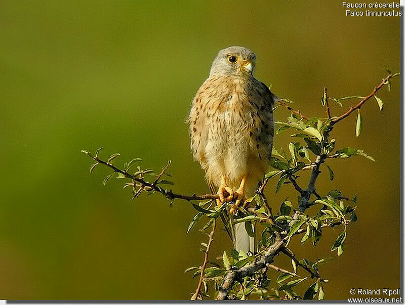 Common Kestrel male adult post breeding