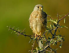 Common Kestrel