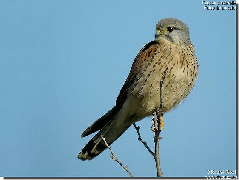 Common Kestrel male adult post breeding