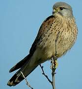 Common Kestrel