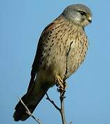 Common Kestrel