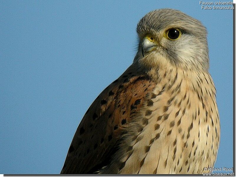 Common Kestrel male adult post breeding