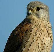 Common Kestrel