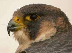 Peregrine Falcon