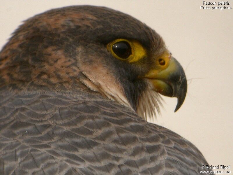 Peregrine Falconadult