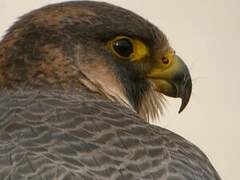 Peregrine Falcon