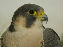 Peregrine Falcon