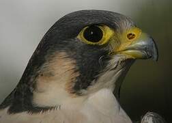 Peregrine Falcon