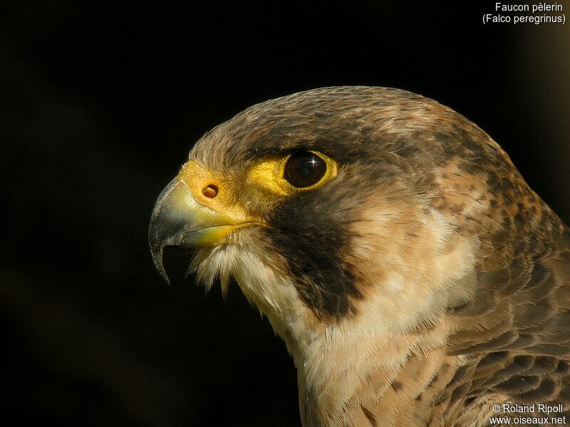 Peregrine Falconadult