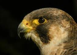 Peregrine Falcon