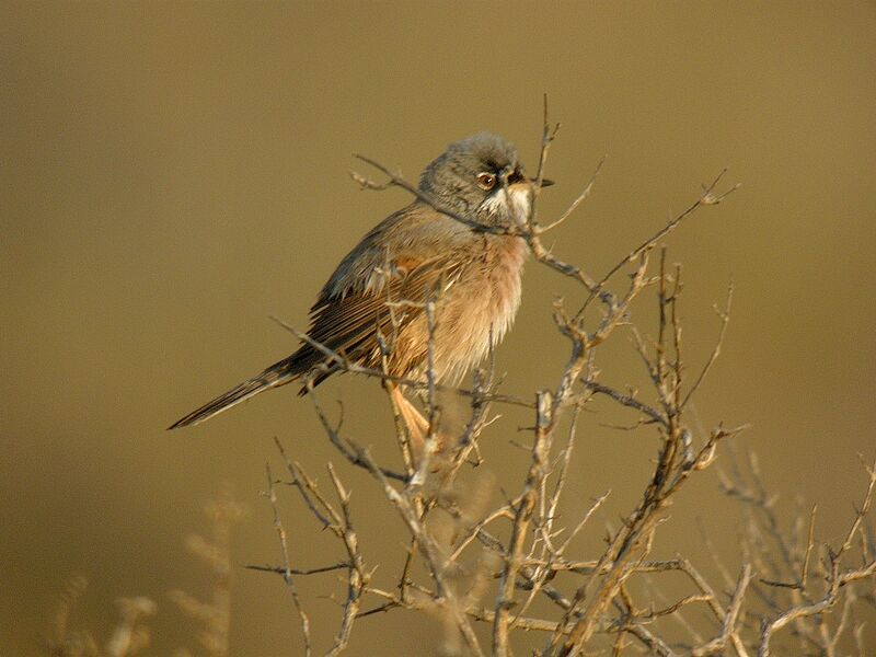 Spectacled Warbler