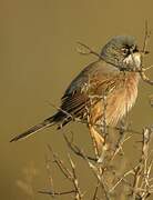 Spectacled Warbler